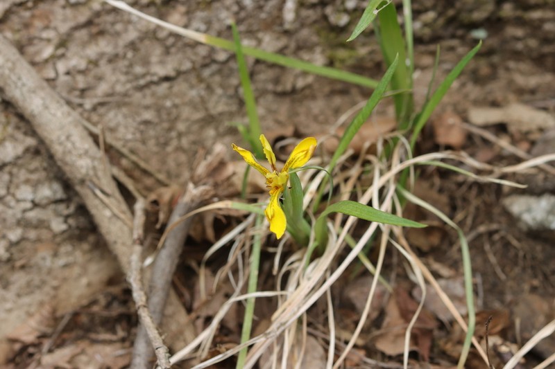 Iris minutoaurea photo 6