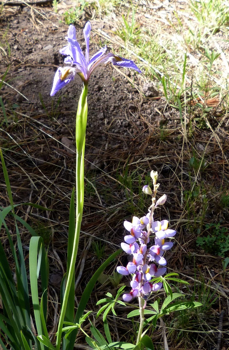 Rocky Mountain Iris photo 4