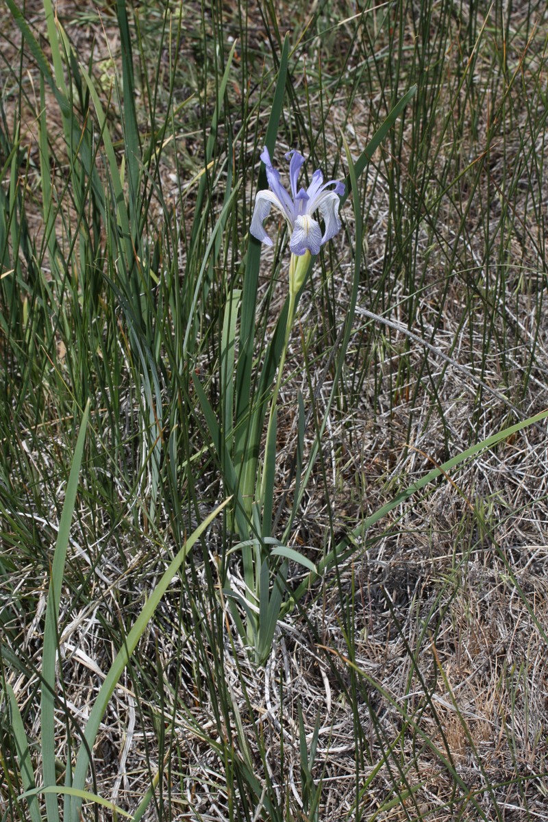 Rocky Mountain Iris photo 2