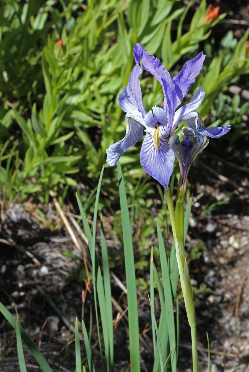 Rocky Mountain Iris photo 3