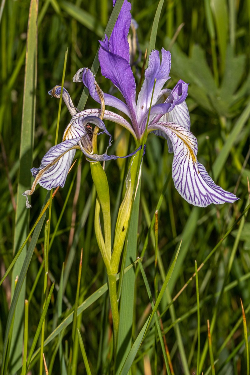 Rocky Mountain Iris