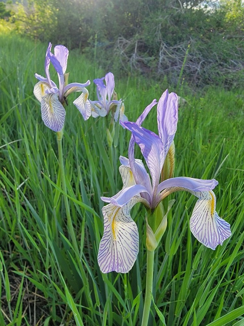 Rocky Mountain Iris photo 2