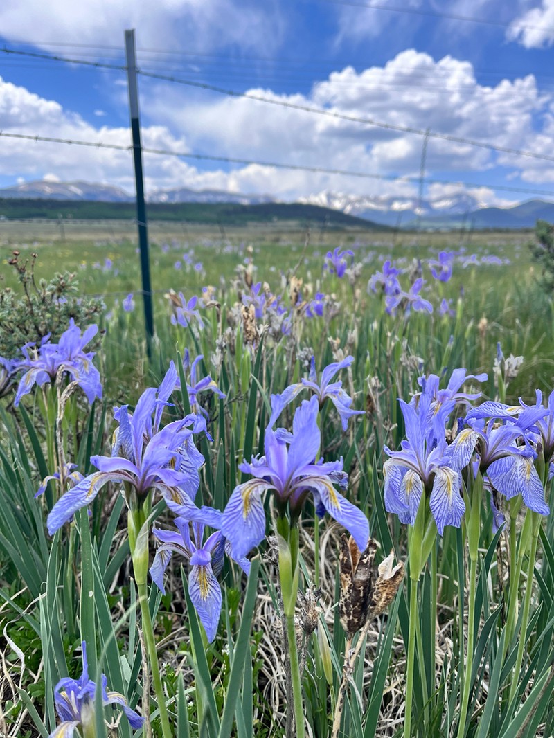 Rocky Mountain Iris photo 3