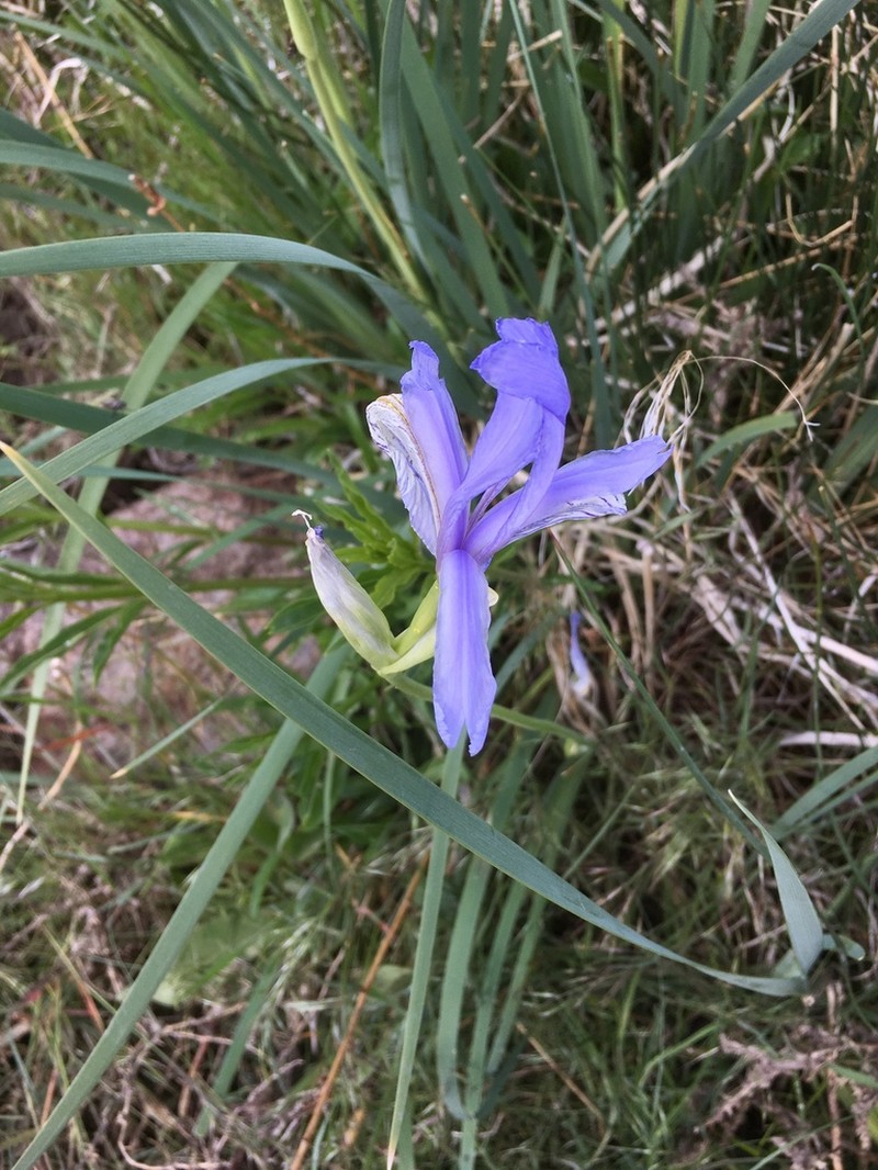 Rocky Mountain Iris photo 4