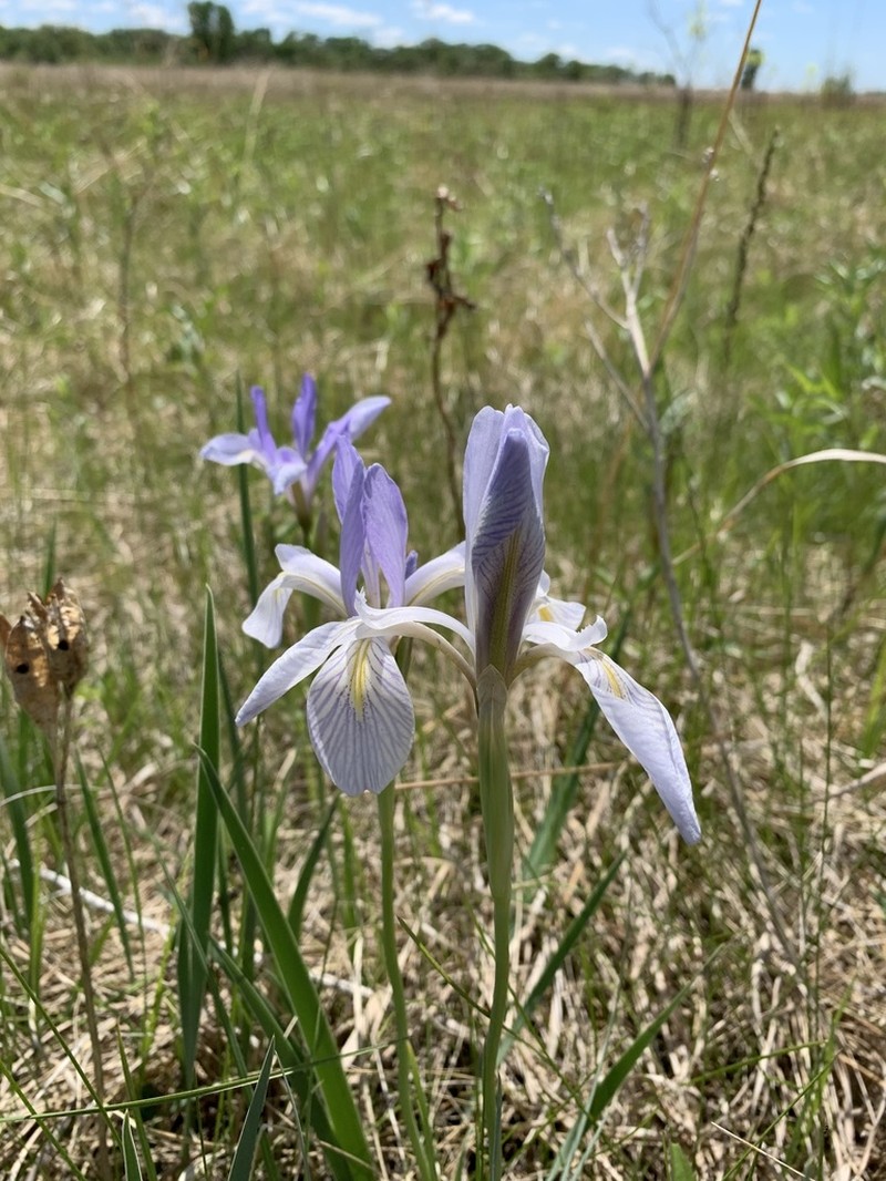 Rocky Mountain Iris photo 5