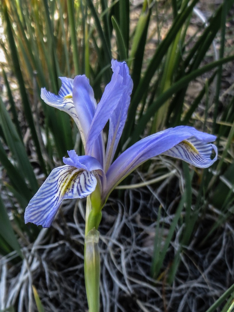 Rocky Mountain Iris photo 6