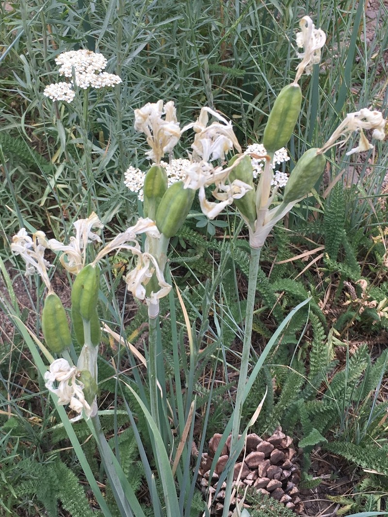 Rocky Mountain Iris photo 7