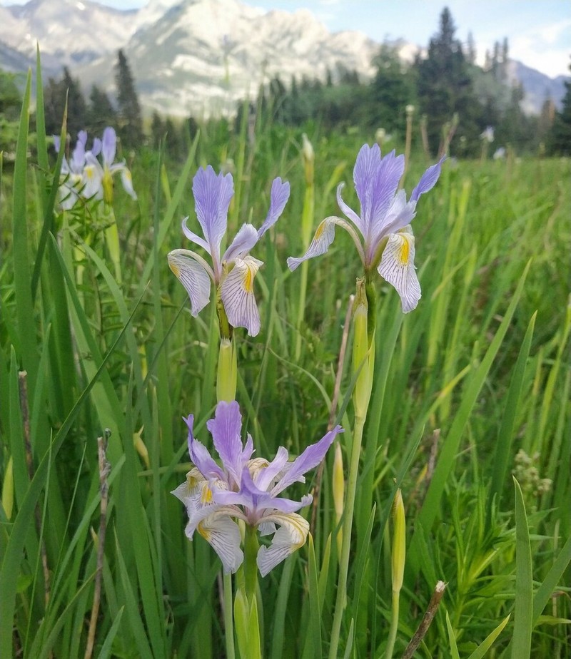Rocky Mountain Iris photo 8