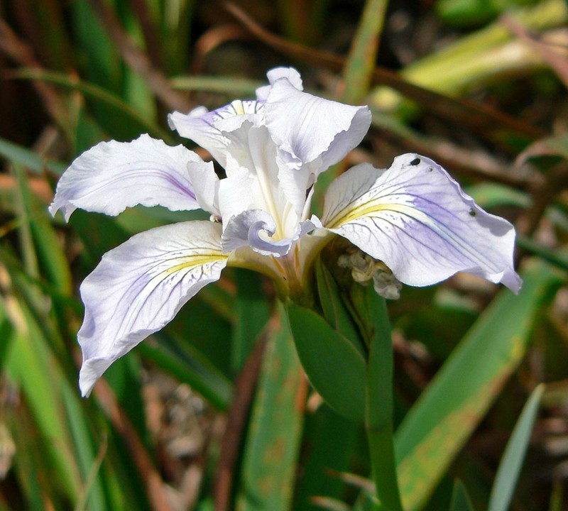 Munz's Iris