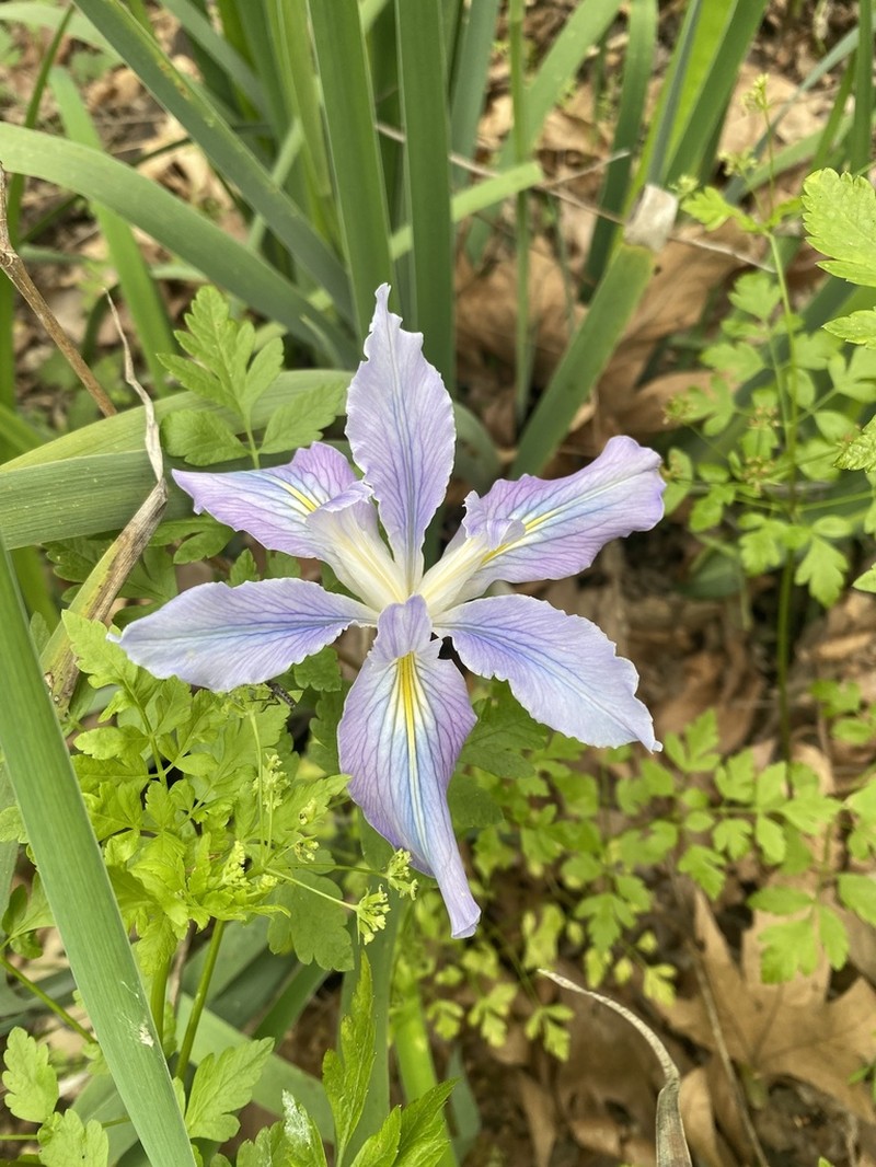 Munz's Iris