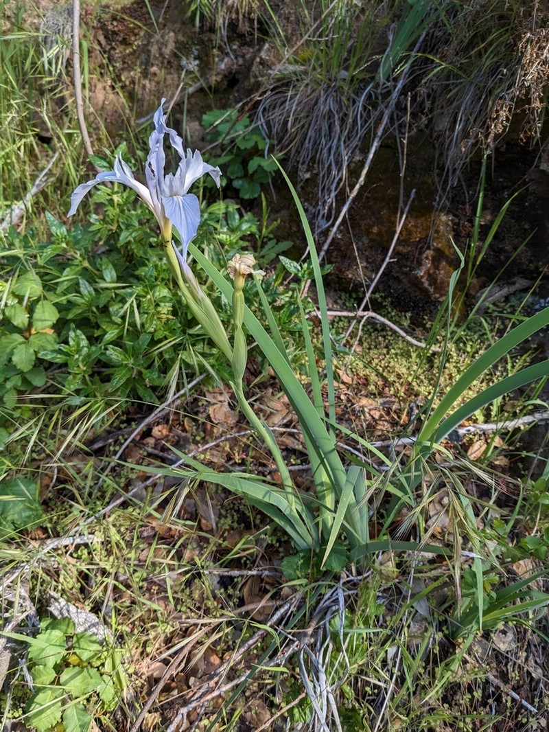 Munz's Iris photo 3