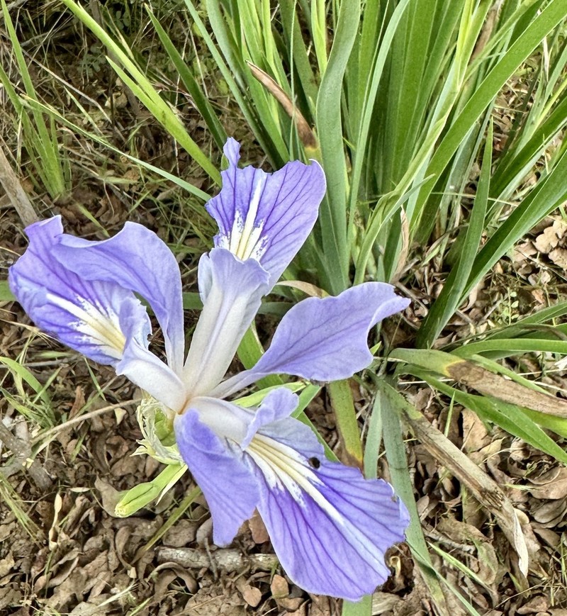 Munz's Iris photo 5