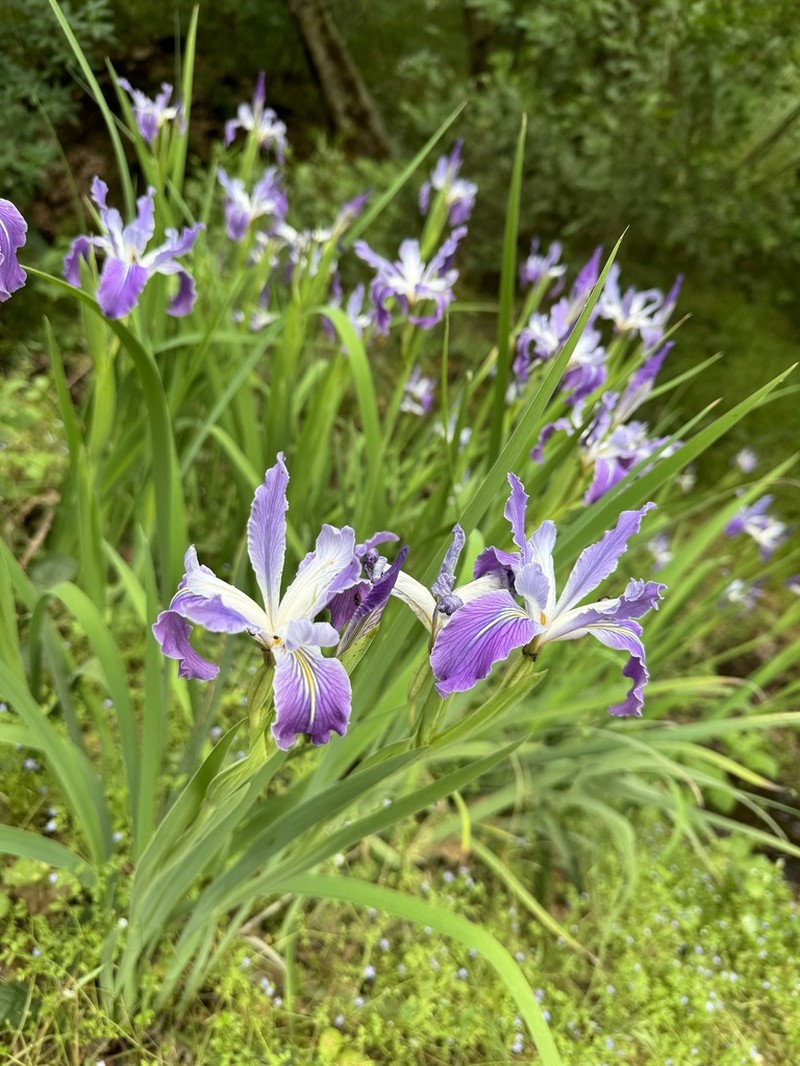Munz's Iris photo 6