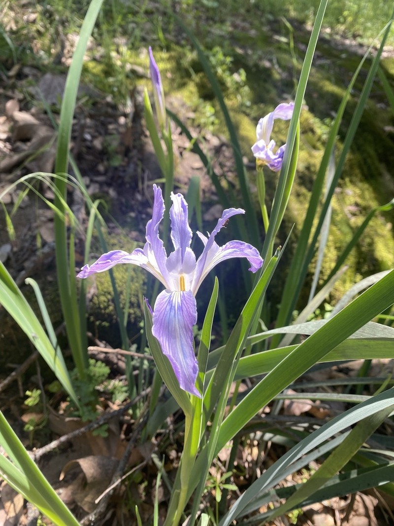 Munz's Iris photo 7
