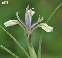 Iris narbutii