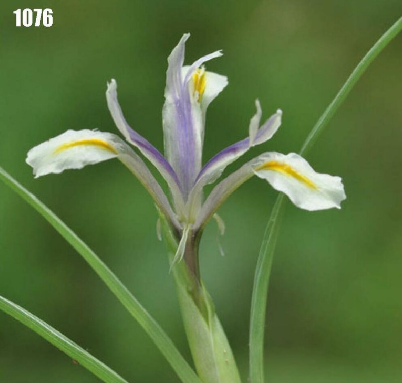 Iris narbutii