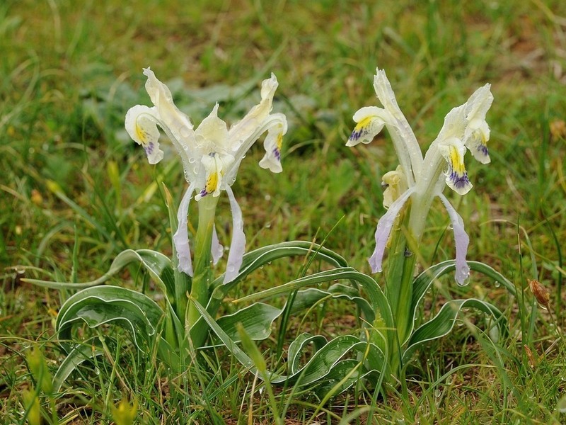 Iris narbutii photo 2