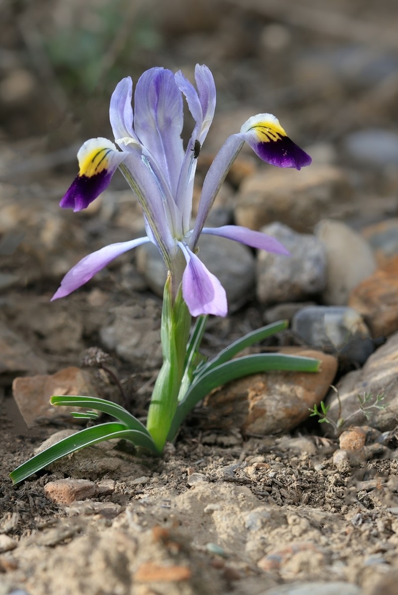 Iris narbutii photo 3