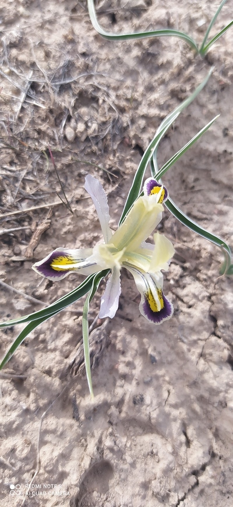Iris narbutii photo 4