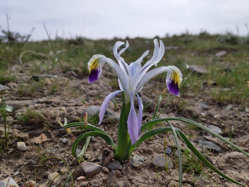 Iris narbutii photo 5