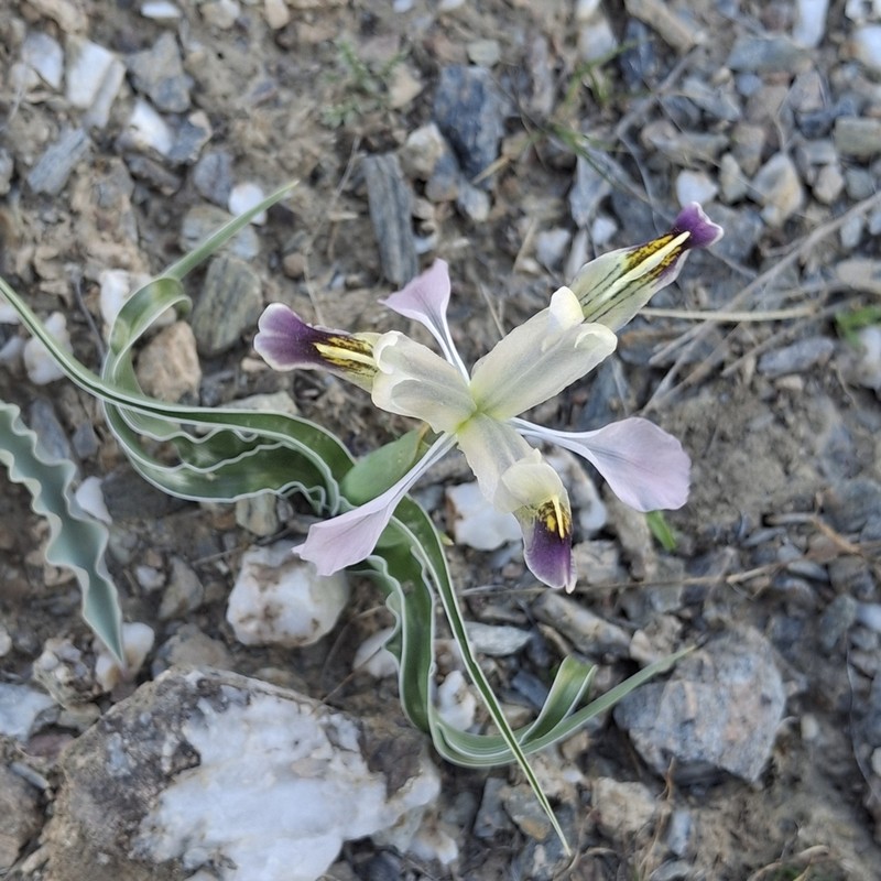 Iris narbutii photo 6