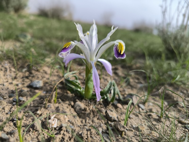 Iris narbutii photo 7