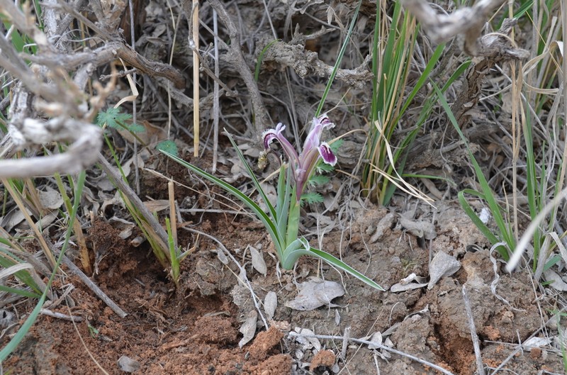 Iris narynensis photo 2