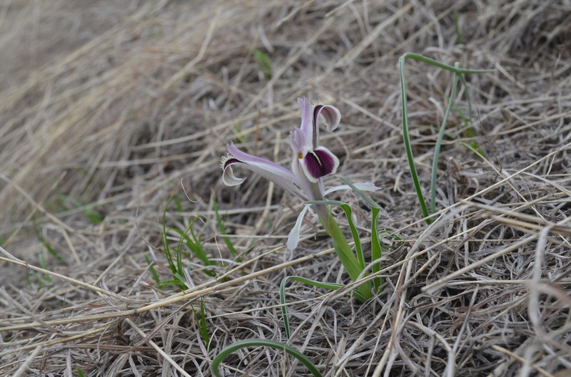 Iris narynensis photo 4