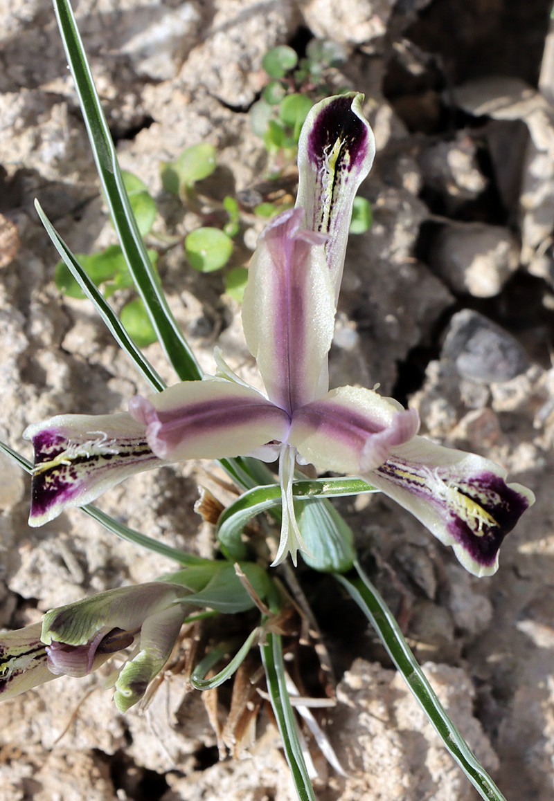 Iris narynensis photo 6