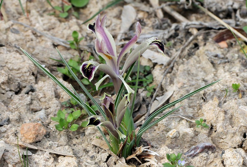 Iris narynensis photo 7