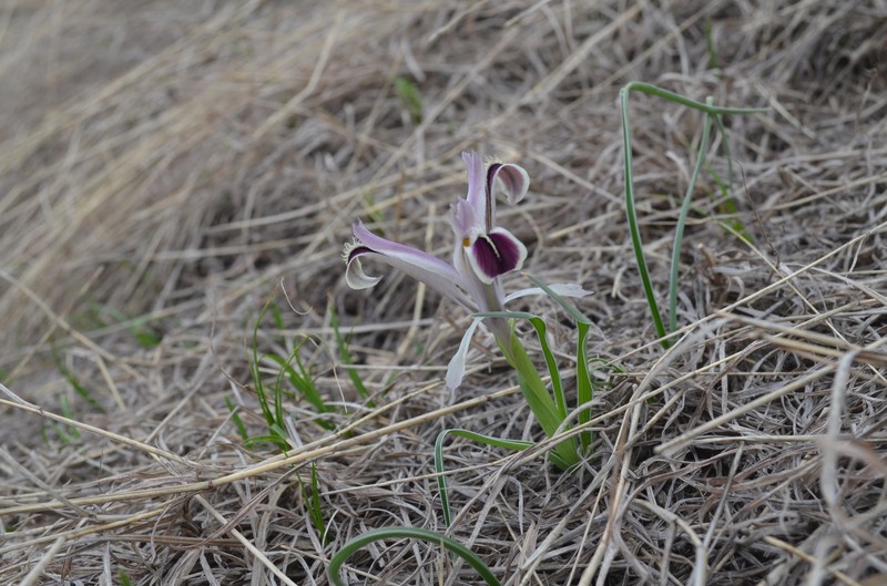 Iris narynensis photo 8