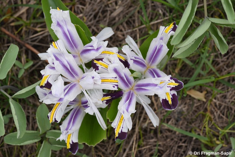 Iris nicolai photo 2