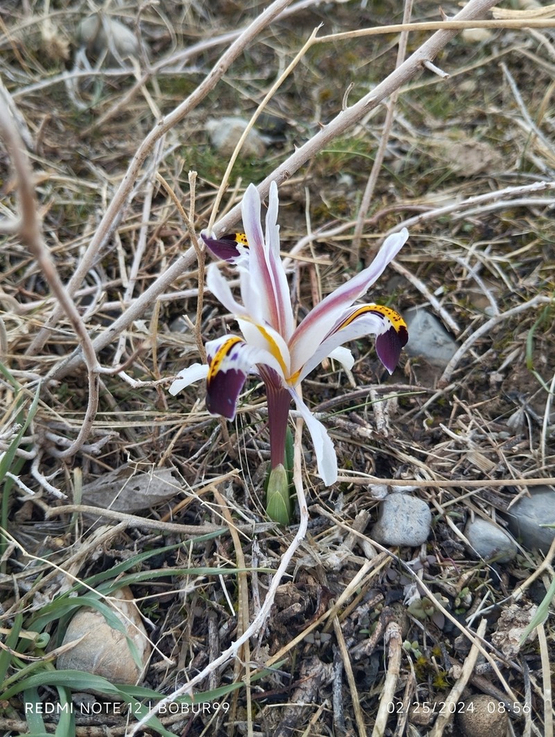 Iris nicolai photo 3