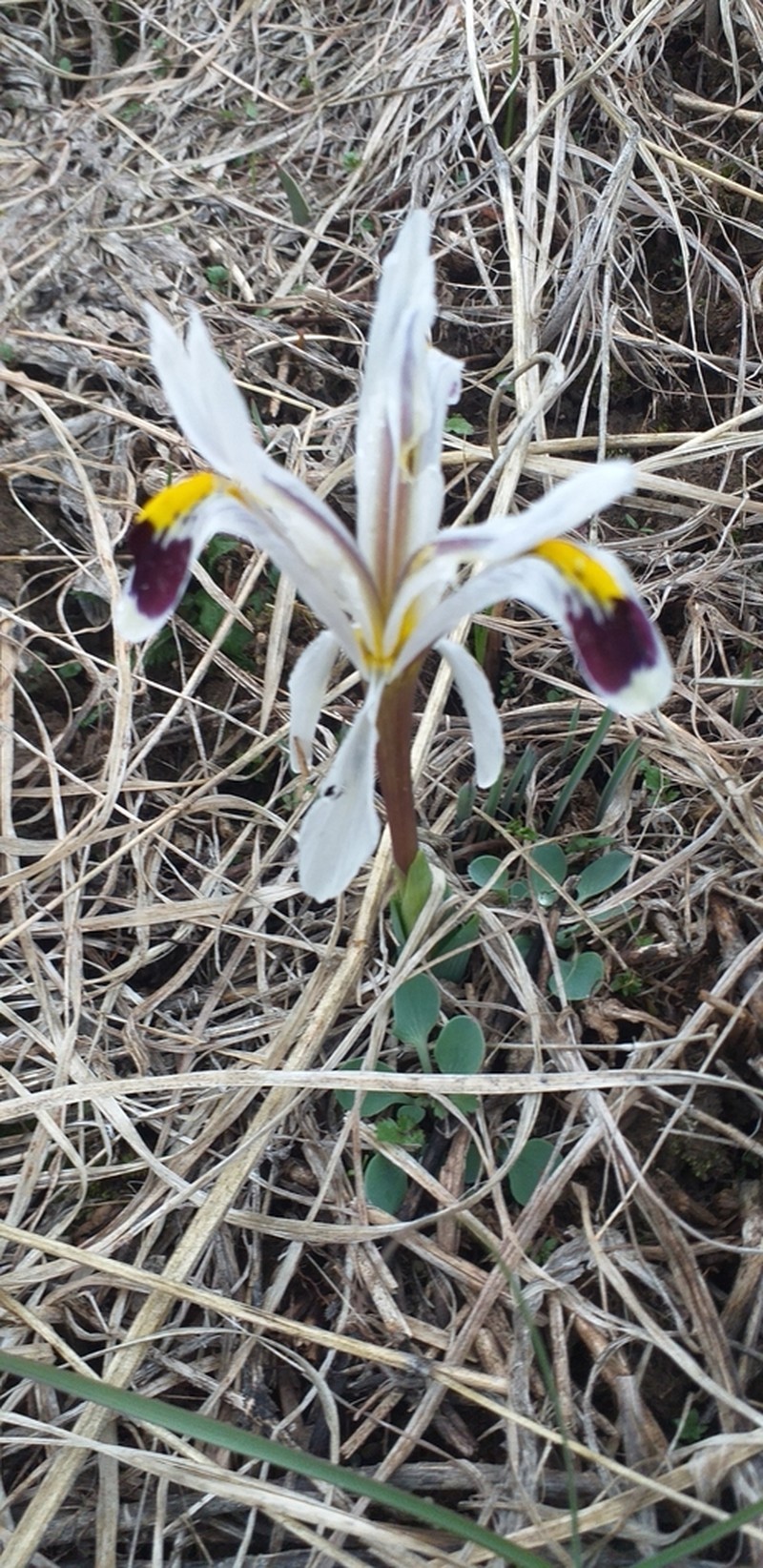 Iris nicolai photo 4