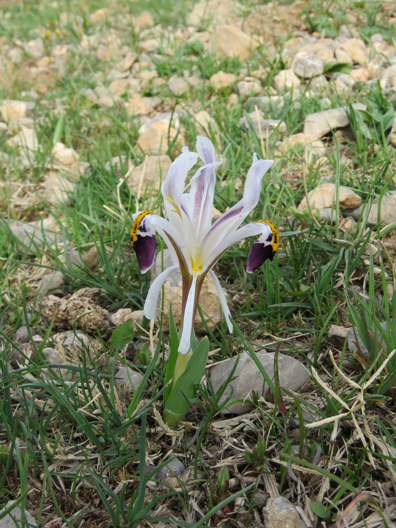 Iris nicolai photo 5