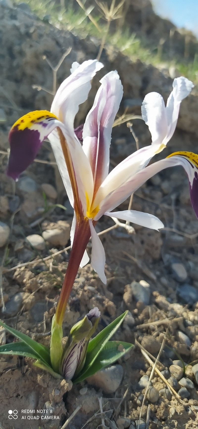 Iris nicolai photo 6
