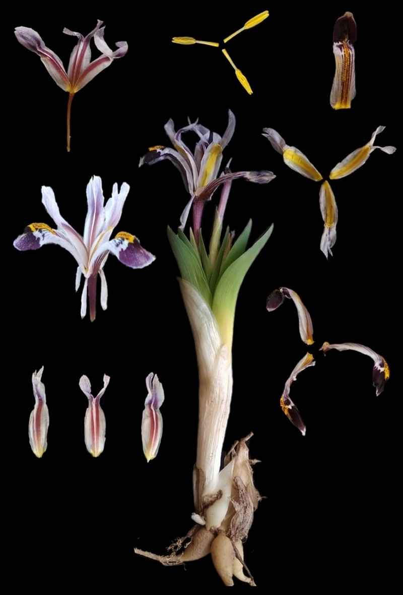 Iris nicolai photo 7