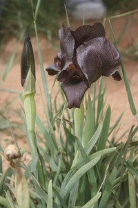 Iris nigricans