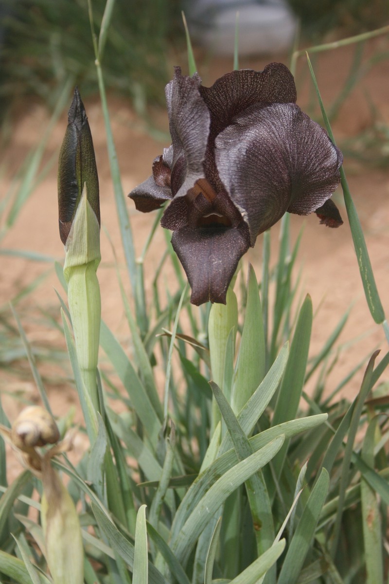 Iris nigricans
