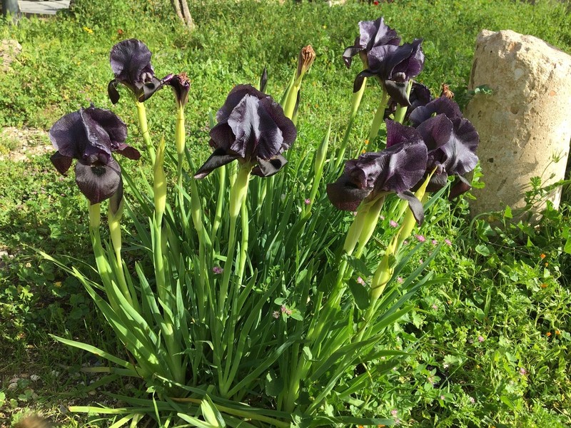 Iris nigricans photo 2