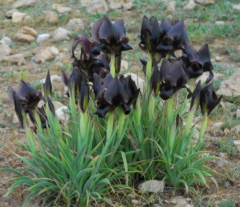 Iris nigricans photo 3