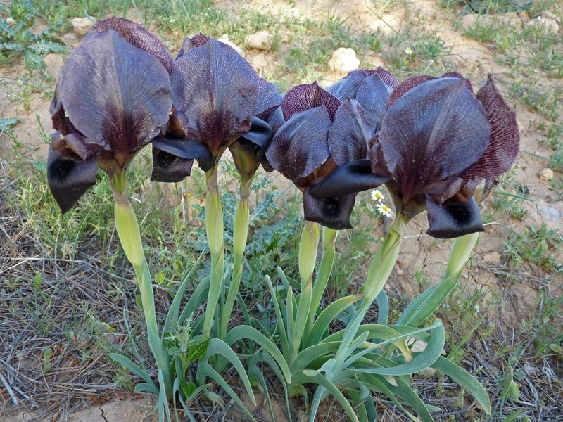 Iris nigricans photo 4