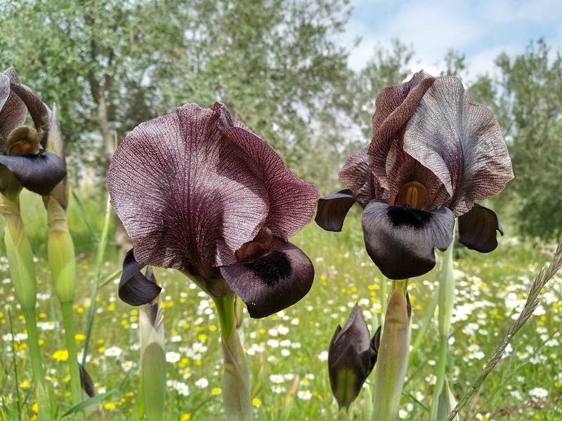 Iris nigricans photo 5