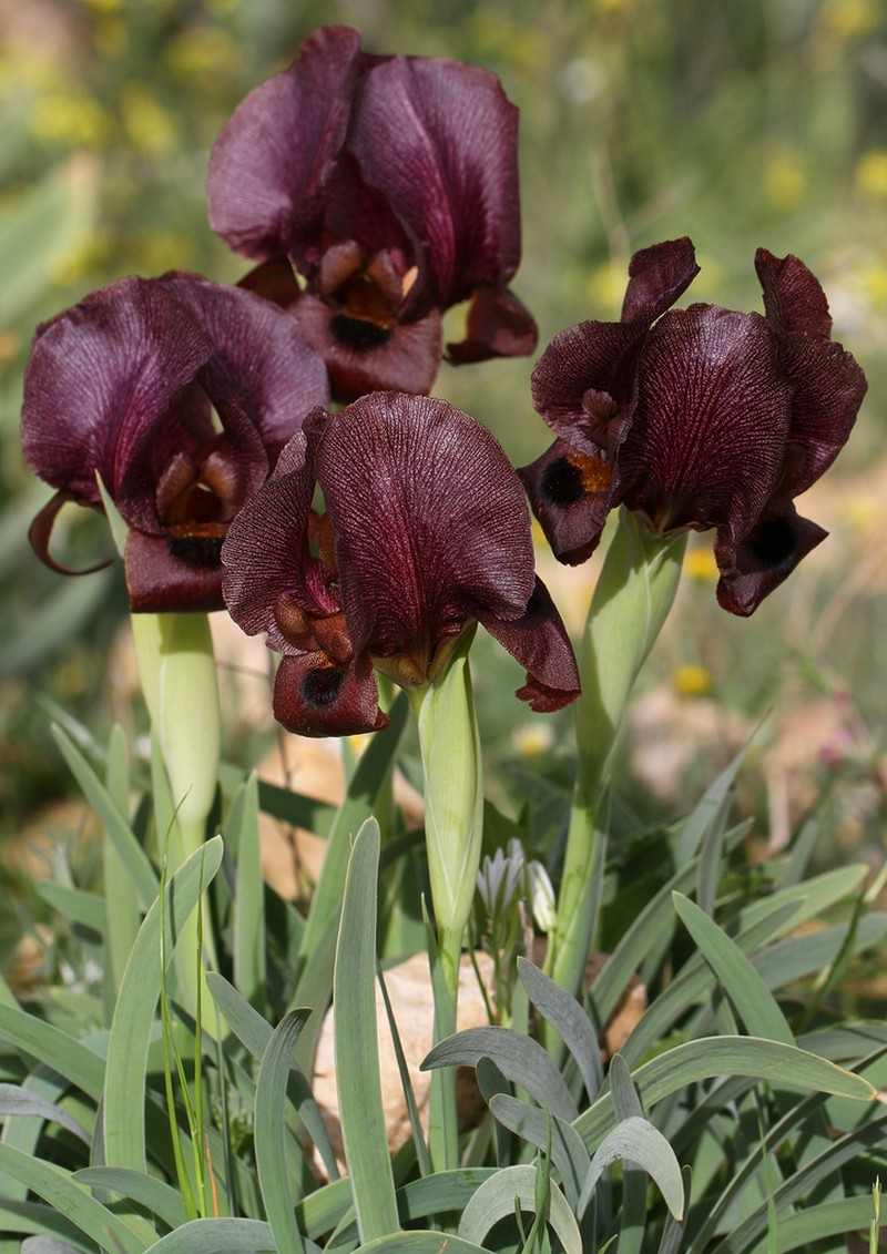 Iris nigricans photo 6