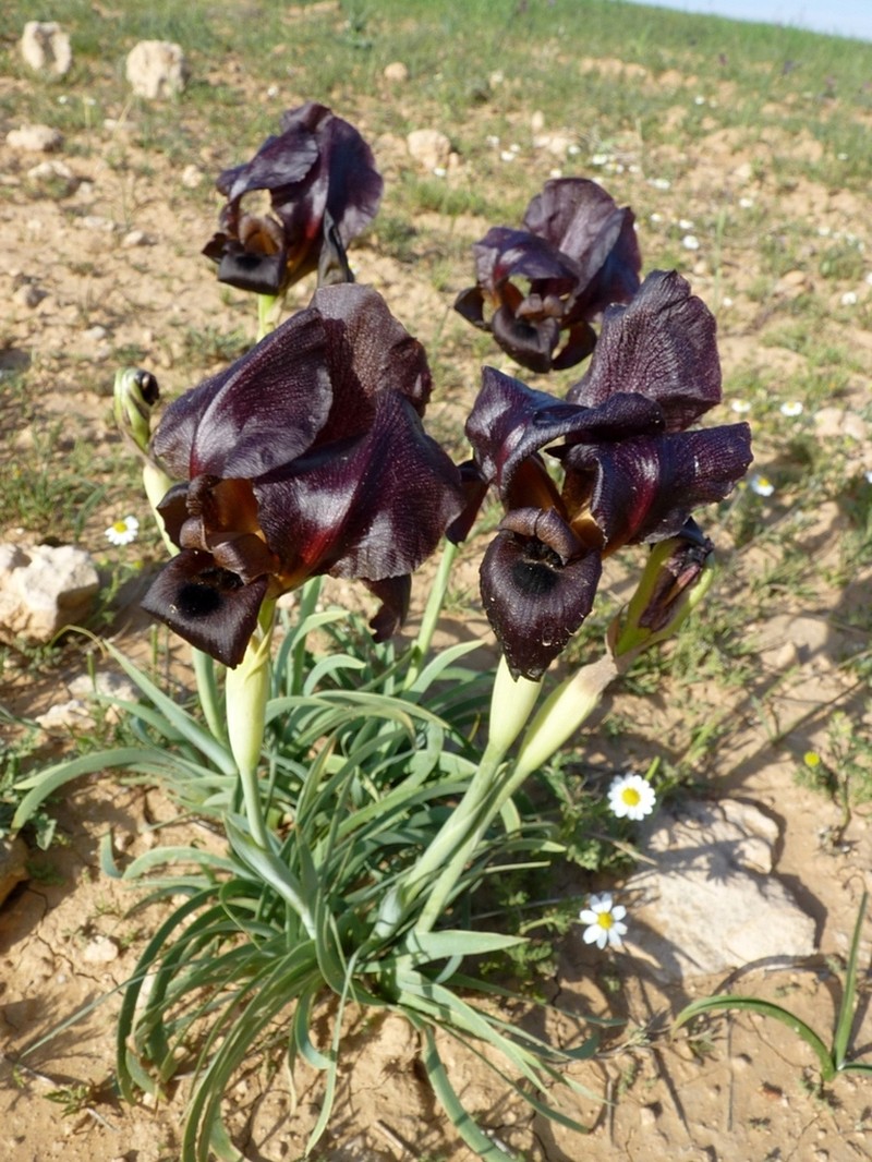 Iris nigricans photo 7