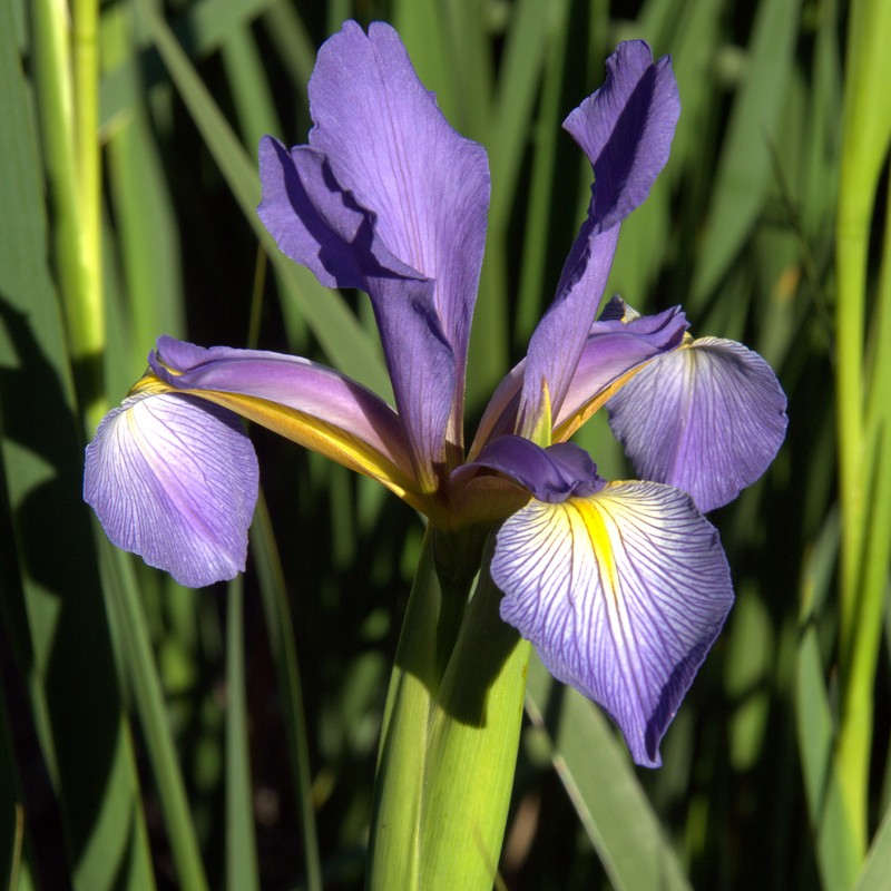 Iris notha