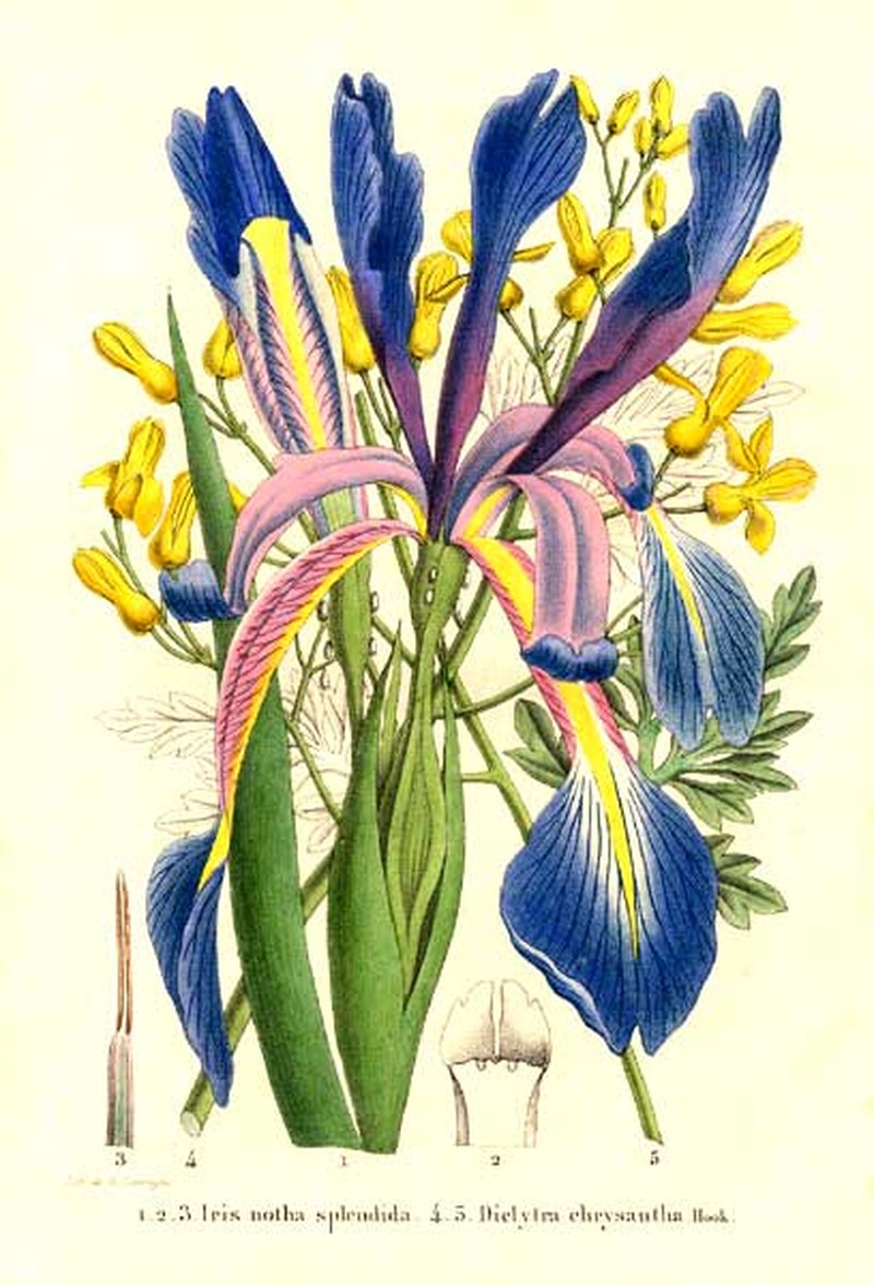 Iris notha photo 2