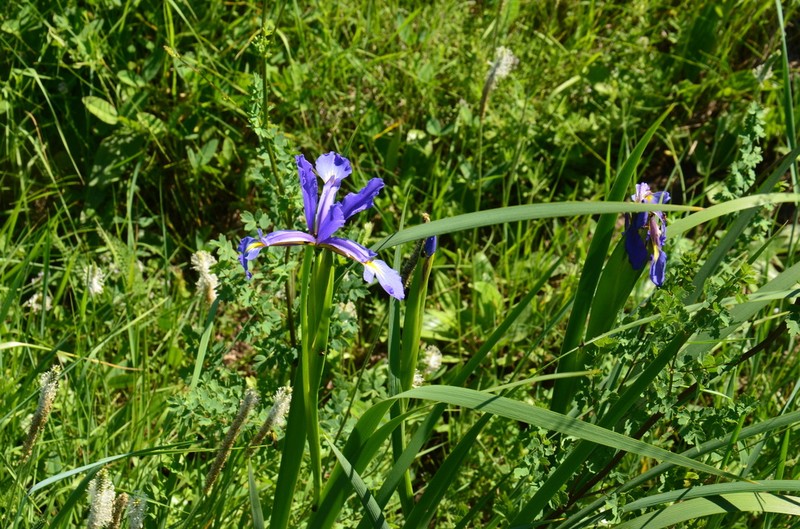 Iris notha photo 3