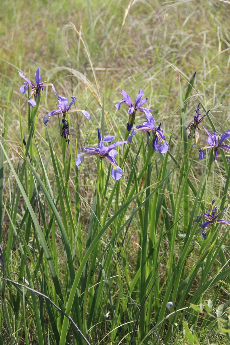 Iris notha photo 4