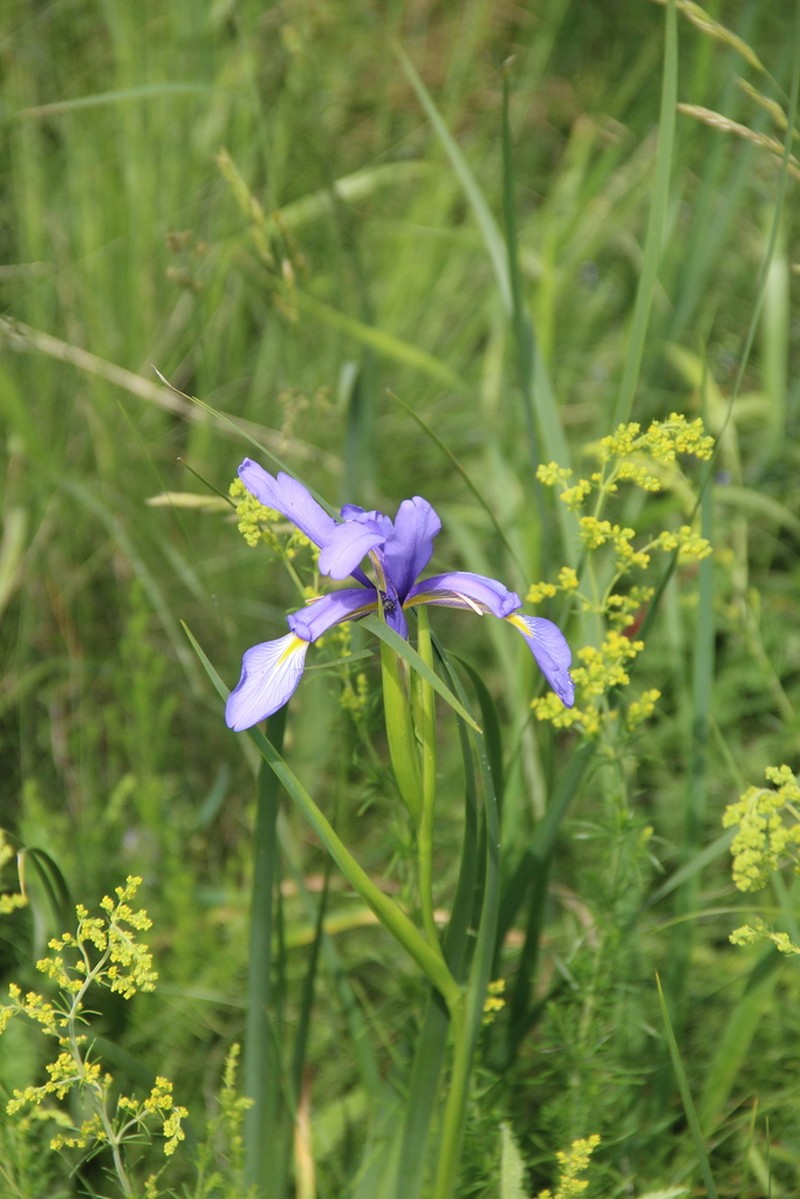 Iris notha photo 5